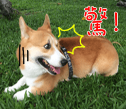 Bou~ Corgi Miluku. sticker #13757087
