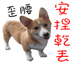 Bou~ Corgi Miluku. sticker #13757088