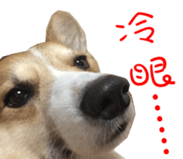 Bou~ Corgi Miluku. sticker #13757089