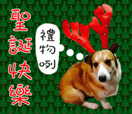 Bou~ Corgi Miluku. sticker #13757092