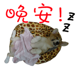Bou~ Corgi Miluku. sticker #13757093