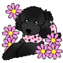 COO-chan: Black Toy Poodle