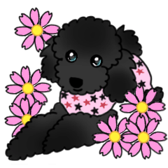Coo Chan Black Toy Poodle By Tom Coo Chan Black Toy Poodle By Tom
