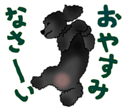 COO-chan: Black Toy Poodle sticker #13757395