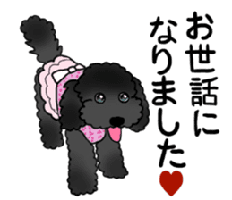 COO-chan: Black Toy Poodle sticker #13757396