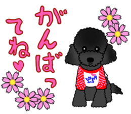COO-chan: Black Toy Poodle sticker #13757401