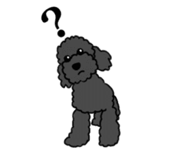 COO-chan: Black Toy Poodle sticker #13757409
