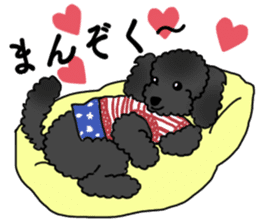 COO-chan: Black Toy Poodle sticker #13757410