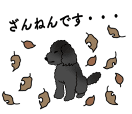 COO-chan: Black Toy Poodle sticker #13757413