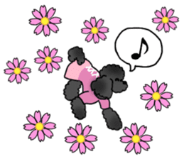 COO-chan: Black Toy Poodle sticker #13757414