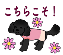 COO-chan: Black Toy Poodle sticker #13757424