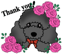 COO-chan: Black Toy Poodle sticker #13757427