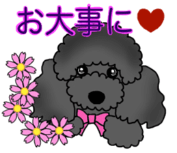 COO-chan: Black Toy Poodle sticker #13757428