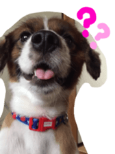 My Dog "Miro" sticker #13757470