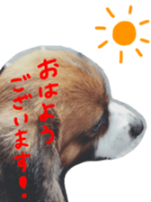 My Dog "Miro" sticker #13757475