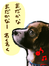 My Dog "Miro" sticker #13757476