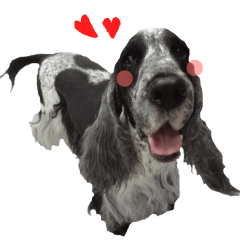 REAL English Cocker Spaniel