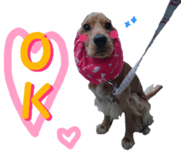 REAL English Cocker Spaniel sticker #13760246