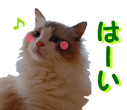 REAL English Cocker Spaniel sticker #13760247