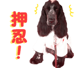 REAL English Cocker Spaniel sticker #13760248