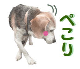 REAL English Cocker Spaniel sticker #13760249