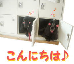 REAL English Cocker Spaniel sticker #13760250