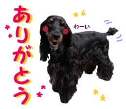 REAL English Cocker Spaniel sticker #13760252