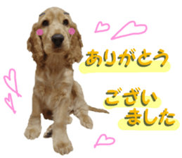 REAL English Cocker Spaniel sticker #13760253