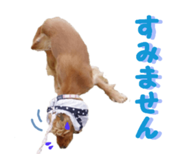 REAL English Cocker Spaniel sticker #13760254