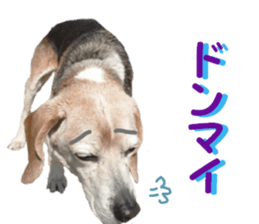 REAL English Cocker Spaniel sticker #13760256