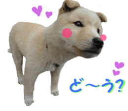 REAL English Cocker Spaniel sticker #13760258