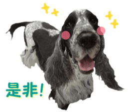 REAL English Cocker Spaniel sticker #13760259