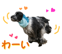 REAL English Cocker Spaniel sticker #13760261