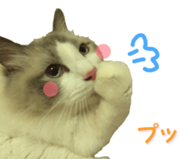 REAL English Cocker Spaniel sticker #13760262