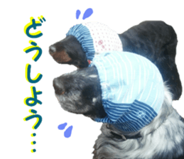 REAL English Cocker Spaniel sticker #13760265