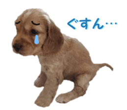 REAL English Cocker Spaniel sticker #13760267