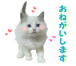 REAL English Cocker Spaniel sticker #13760268