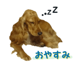 REAL English Cocker Spaniel sticker #13760269