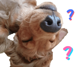 REAL English Cocker Spaniel sticker #13760270