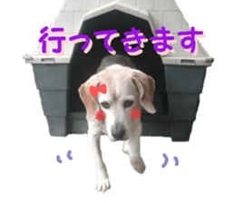 REAL English Cocker Spaniel sticker #13760272