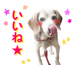 REAL English Cocker Spaniel sticker #13760274