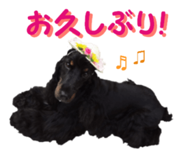 REAL English Cocker Spaniel sticker #13760275