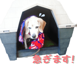 REAL English Cocker Spaniel sticker #13760277