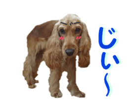 REAL English Cocker Spaniel sticker #13760278