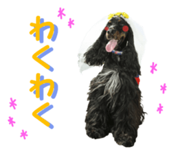 REAL English Cocker Spaniel sticker #13760281