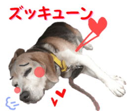 REAL English Cocker Spaniel sticker #13760282