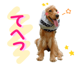 REAL English Cocker Spaniel sticker #13760284