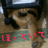 niboshirasurume3 sticker #13762154