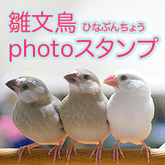 Baby Java sparrow photo stickers