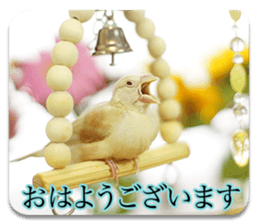 Baby Java sparrow photo stickers sticker #13762494